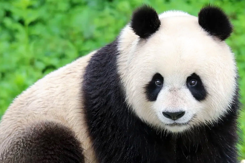 Chengdu 6-Day Tour